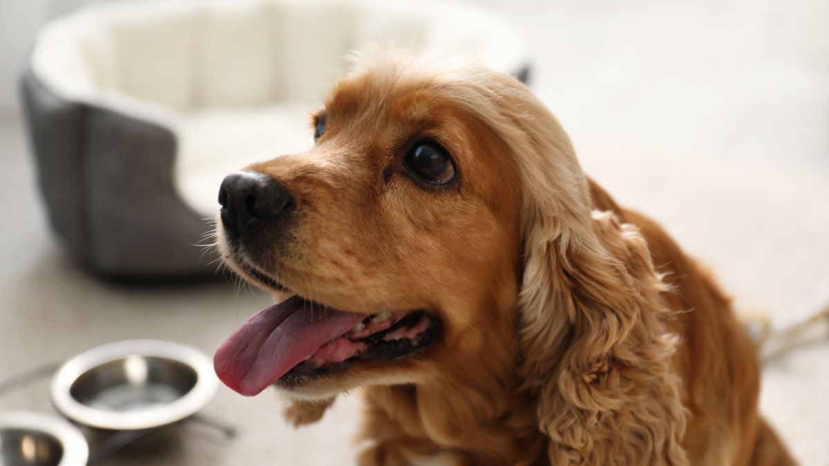¡Mantén a tu perro seguro en Navidad con las pensiones certificadas por la Profeco!
